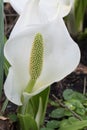 Asian skunk-cabbage Lysichiton camtschatcensis, white flower with spadix Royalty Free Stock Photo